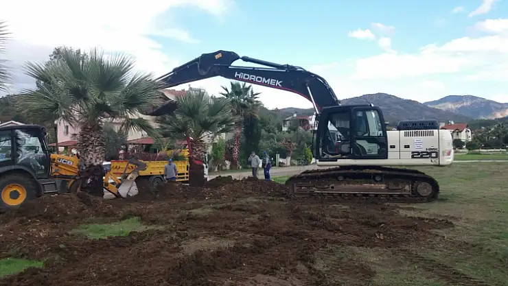 Çalış'tan sökülen ağaçlar, yeşil alanlara dikildi