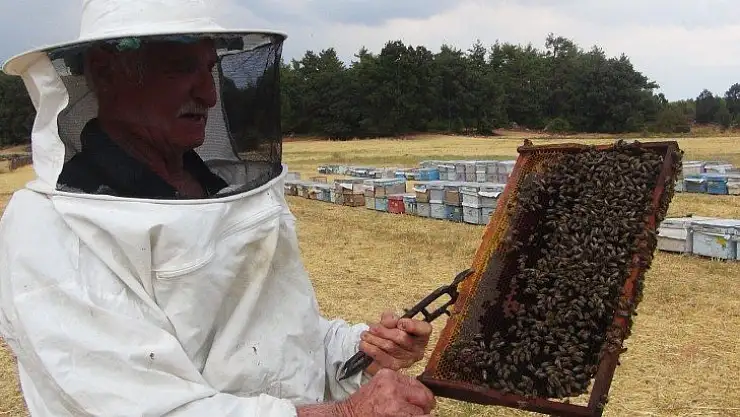 Çam balı üretimi yağmura kaldı