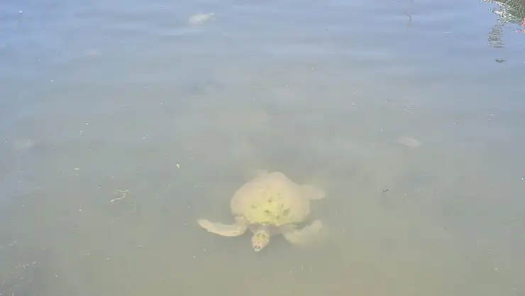Caretta Carettalar Fethiye'de Görüntülendi