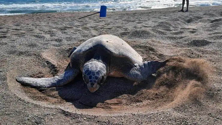 Caretta yuva sayısı 600'e ulaştı