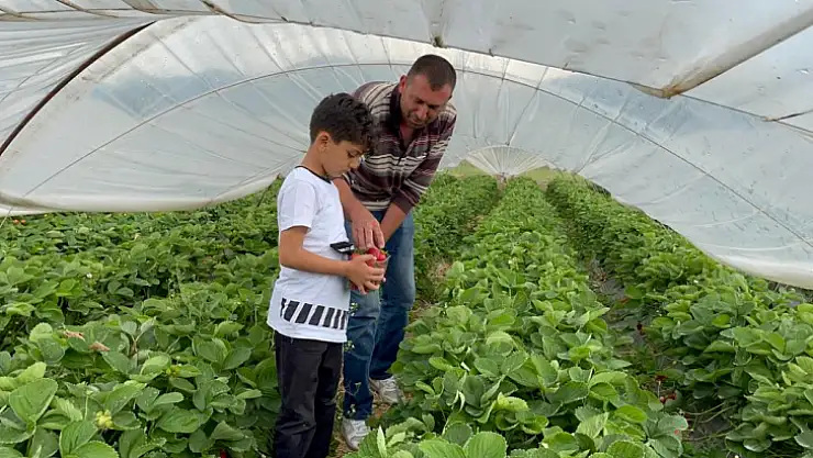 CHP'li Erbay: Köyceğiz Çileğini dünya markası haline getirebiliriz