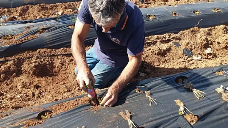 ÇİLEK FİDESİ DİKİMİ KONTROLÜ YAPILDI