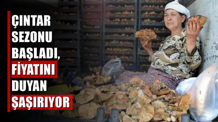 Çıntar mevsimi başladı