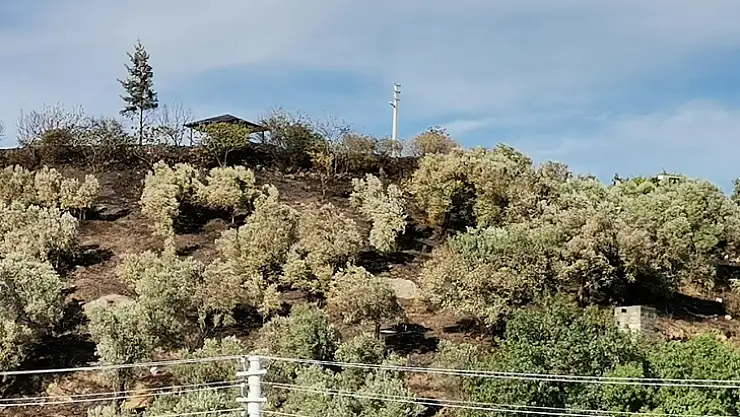 Dalaman'da zeytinlik alanda çıkan yangın söndürüldü