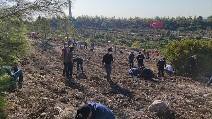 Datça'da 2 bin fidan dikildi