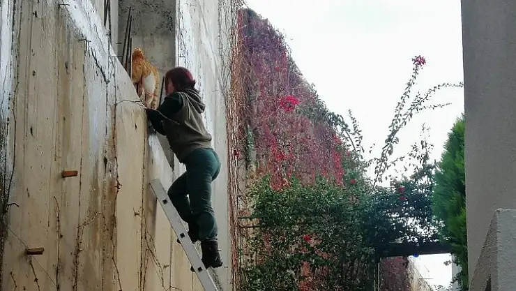 Demire saplanan kediyi kurtarmak için seferber oldular