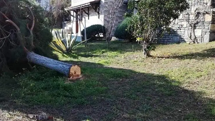 Deniz manzarasını kapatıyor diye ağaçları kestiler