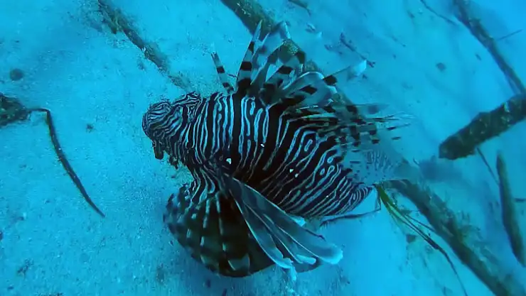 Denizlerde korkutan sıcaklık artışı