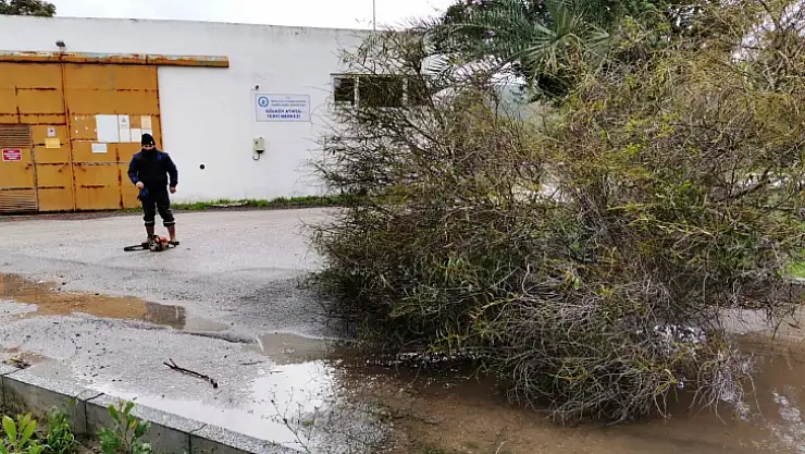 Devrilen ağaçlara belediye ekiplerinden müdahale 