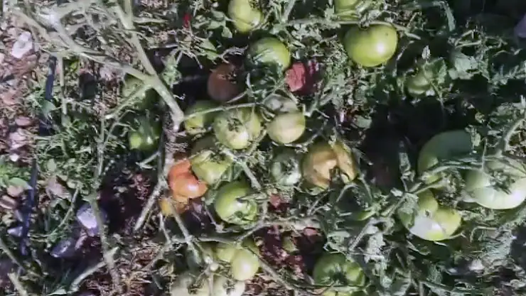 Dolu yağışı domates tarlasında zarara neden oldu