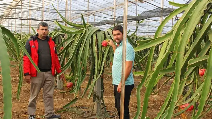 Domatesten Umudunu Kesti Ejder Meyvesine döndü