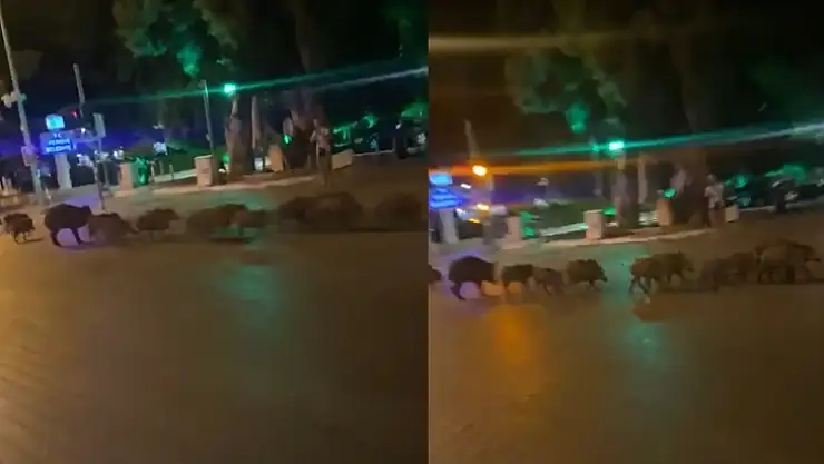 Domuz sürüsü şehre indi