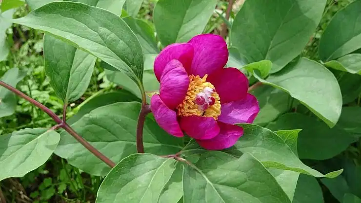 Dünyanın en pahalı çiçeği