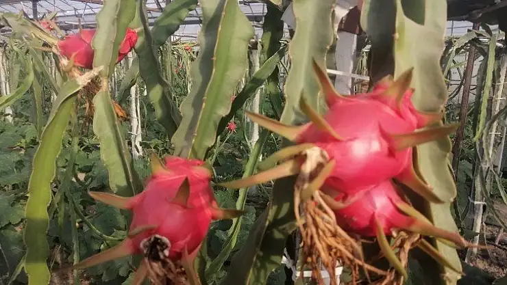 Ejder meyvesinde hasat zamanı