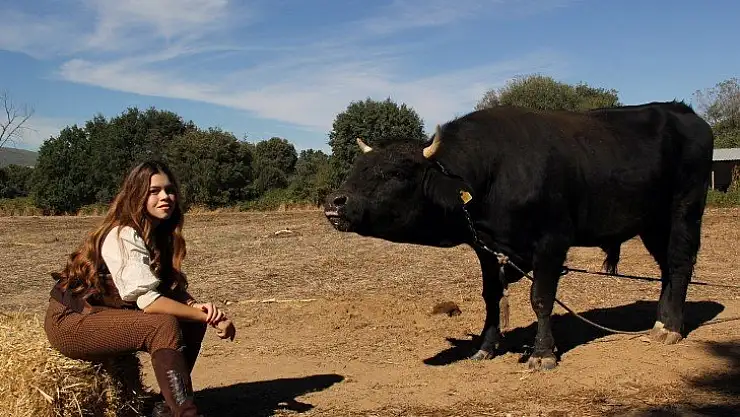 Elleri ojeli hanımağa boğalarından vazgeçemiyor