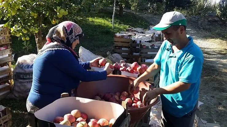  ELMA ÜRETİCİLERİ DERT KÜPÜ