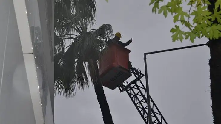 Fethiye Belediyesi ekiplerinden ağaç budama çalışması