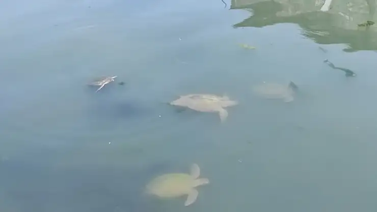 Fethiye'de Caretta Carettalar ilgi odağı haline geldi