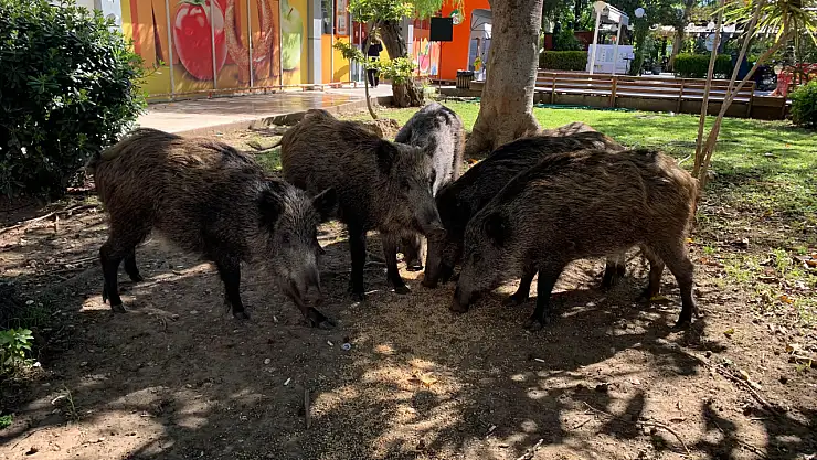 Fethiye'de domuz sürüsü yiyecek aramak için çarşı merkezine indi