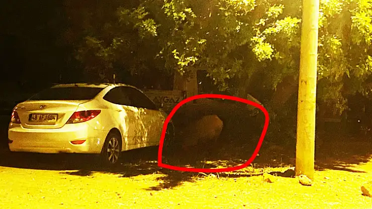 Fethiye'de Domuzlar 'Tehlike' Saçıyor, Tavuk Kümesini Telef Etti