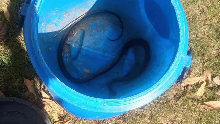 Fethiye'de itfaiyeden yılan yakalama operasyonu