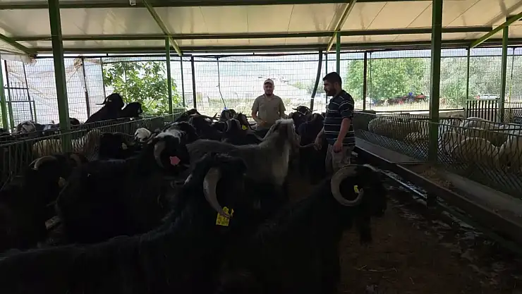 Fethiye'de Kurban Bayramı'na bir gün kala kurbanlık satışları arttı