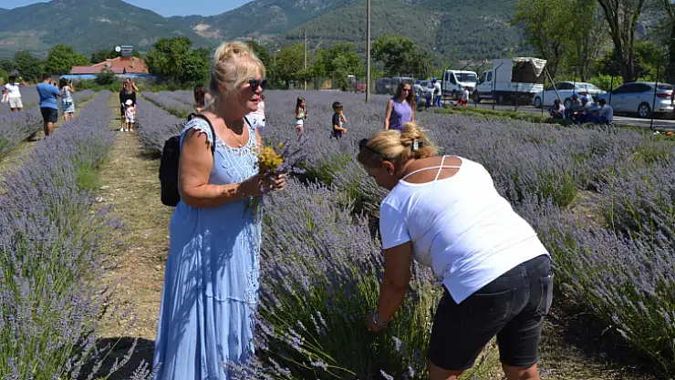 Lavanta Bahçesinde Üçüncü Hasat Alındı