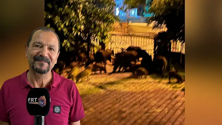 Fethiye'de Muhtar Yaban Domuzlarından Kurtulmak İçin İmza Kampanyası Başlattı 