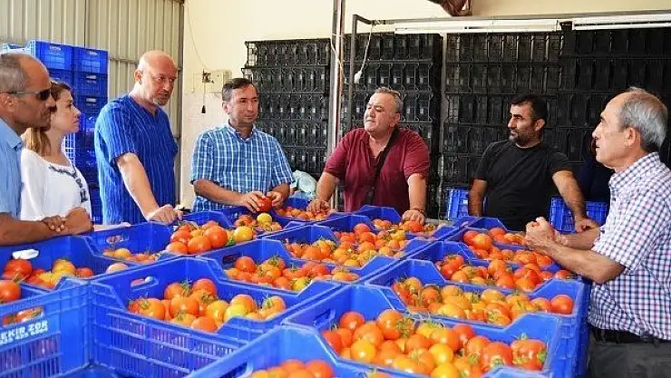 FETHİYE DOMATESİ COĞRAFİ İŞARET ÇALIŞMALARI