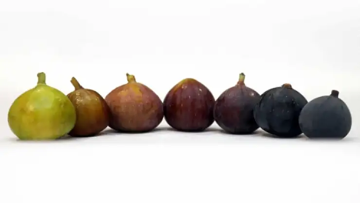 FETHİYE KAYA İNCİRİ COĞRAFİ İŞARET TESCİLİ AB YOLUNDA