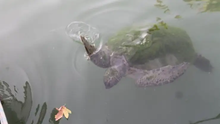 FETHİYE KÖRFEZİ CARETTA YUVASI