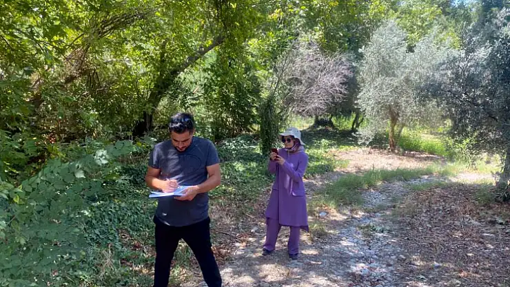 Fethiye ve Seydikemer zeytini için üretim modeli oluşturulacak