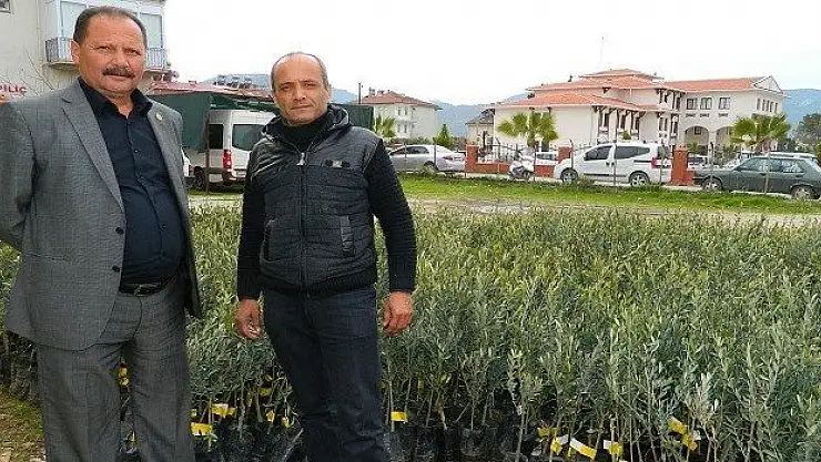 Fethiye Ziraat Odasından Zeytin Fidanı Desteğine Devam