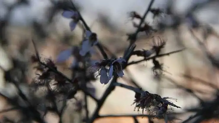 FETHİYE'DE AĞAÇLAR ÇİÇEK AÇTI