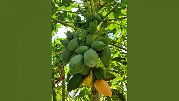 Fethiyeli vatandaş evinin bahçesinde tropikal meyve Papaya yetiştirdi