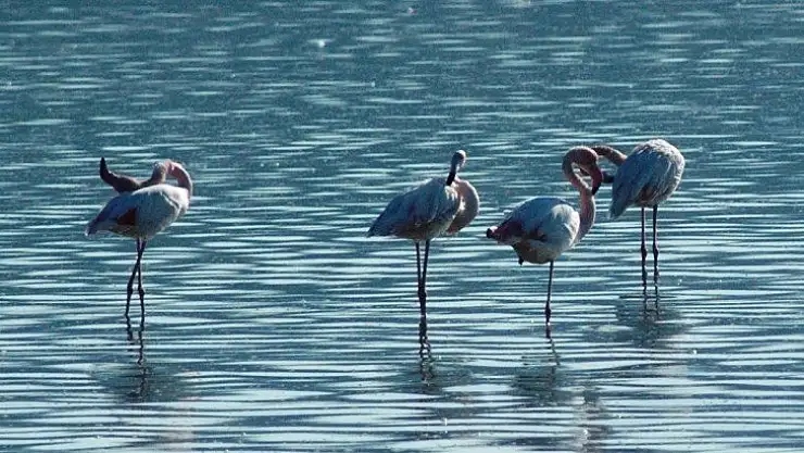 Flamingolar Bodrum'a çok erken geldi