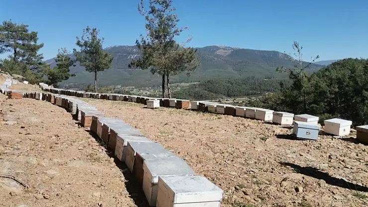 Girgin, Buralar çam balının kalbi zeytinin diyarı