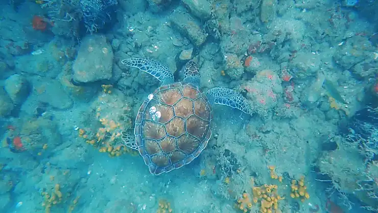 Gökova Körfezinde Deniz Kaplumbağaları İle Dalış Keyfi
