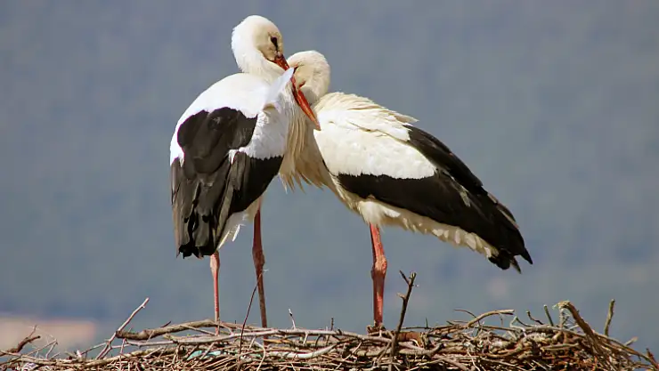 GÖKOVA'NIN MİSAFİRLERİ ERKEN GELDİ