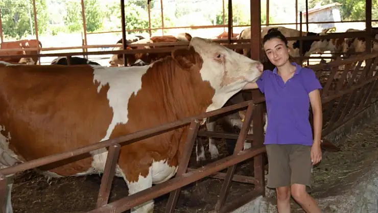 'Hadi gel selfie çekilelim' deyince koşarak gelen inek gülümsetti