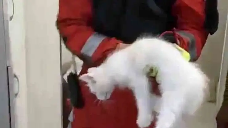 Havalandırma boşluğuna düşen kediyi itfaiye kurtardı