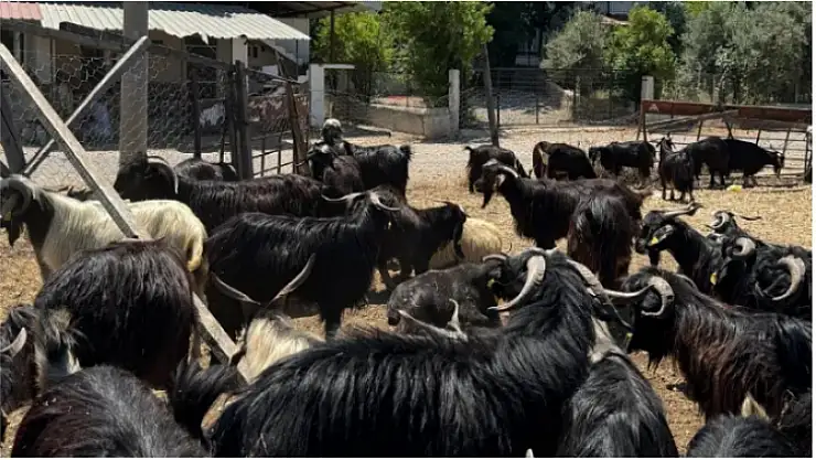 Hayvan satış yerleri denetlendi