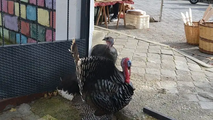 Hindiler pazarda satışa sunuldu