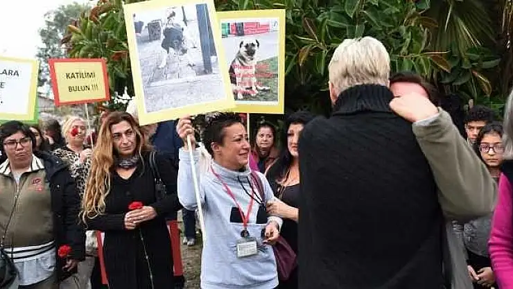 İki sokak köpeği zehirlenerek öldürüldü.