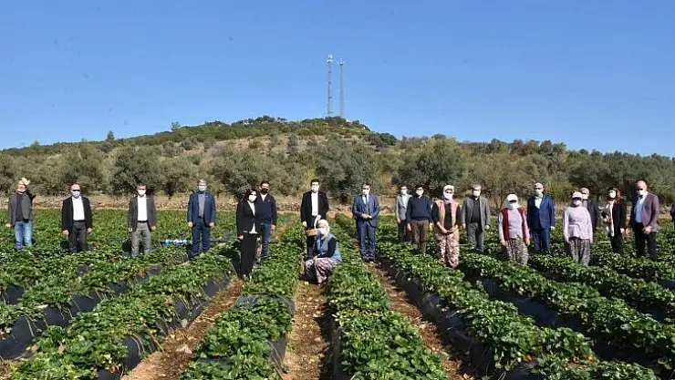 İki Yılda 18 Dekardan 356 Dekar Çilek Bahçesine