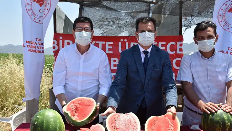 İlk karpuz hasadı gerçekleşti, üreticilere fide dağıtıldı