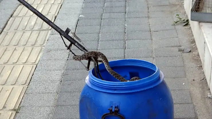 İş yerinden yılan çıktı