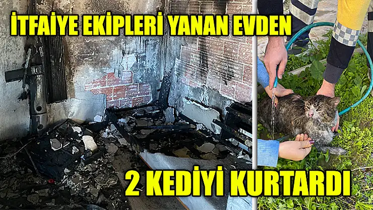 İtfaiye Ekipleri Yanan Evden 2 Kediyi Kurtardı
