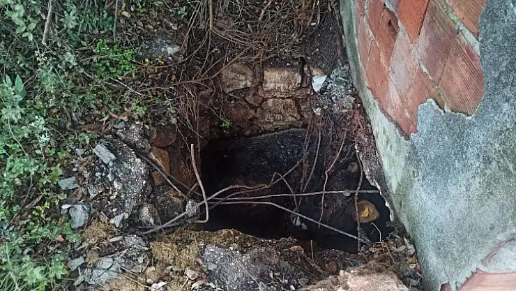 İtfaiyeden Dana Kurtarma Operasyonu