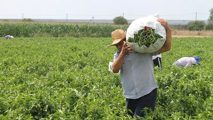 Karaağaç Biberi Bodrum'un Tatlı Acısını Karşılıyor